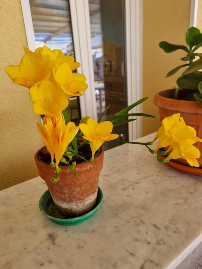 Albergo Stella Di Mare ลาวาญา ภายนอก รูปภาพ